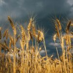 Landscape of wheat field at sunset after rain.