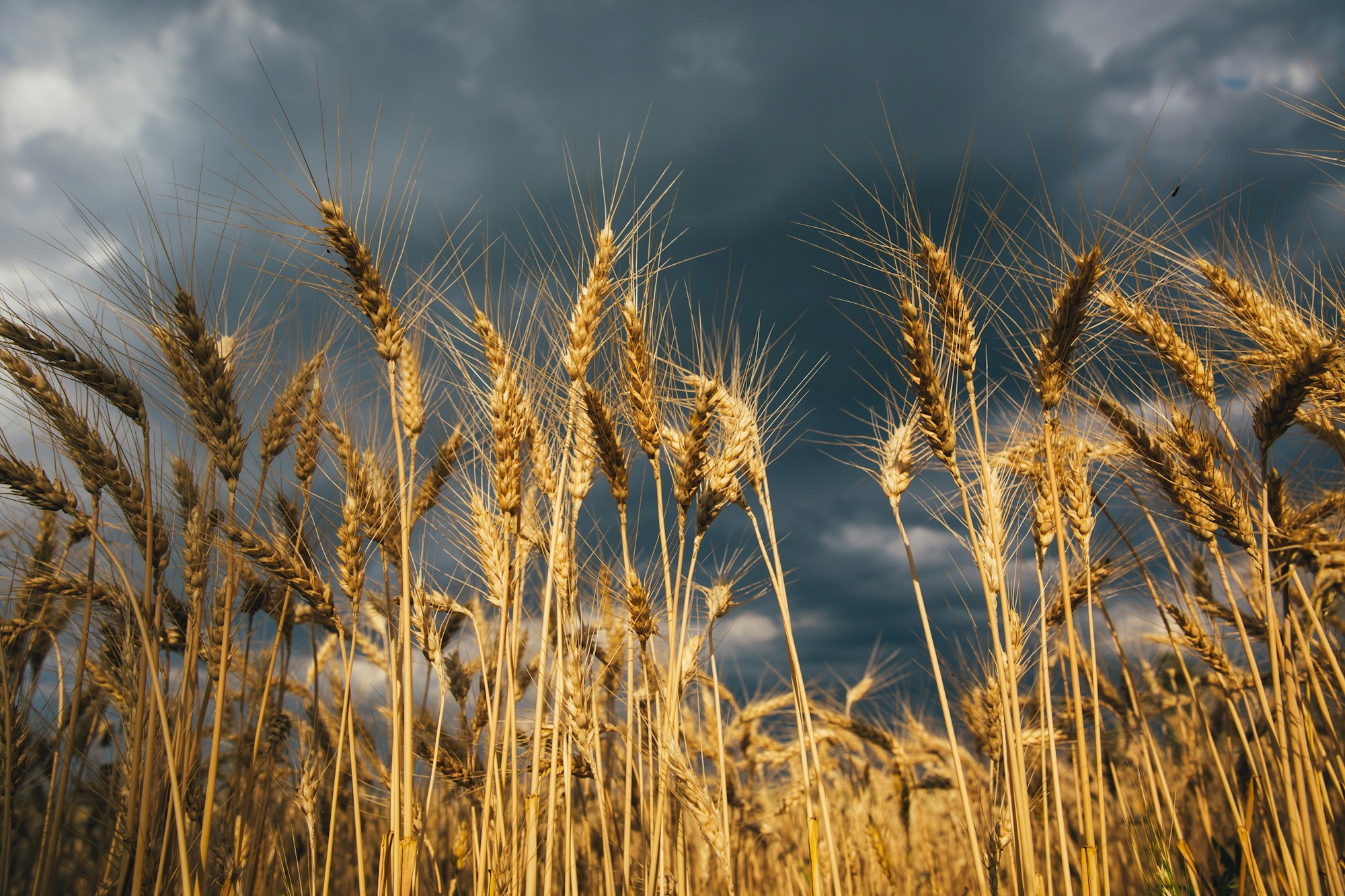 Landscape of wheat field at sunset after rain.